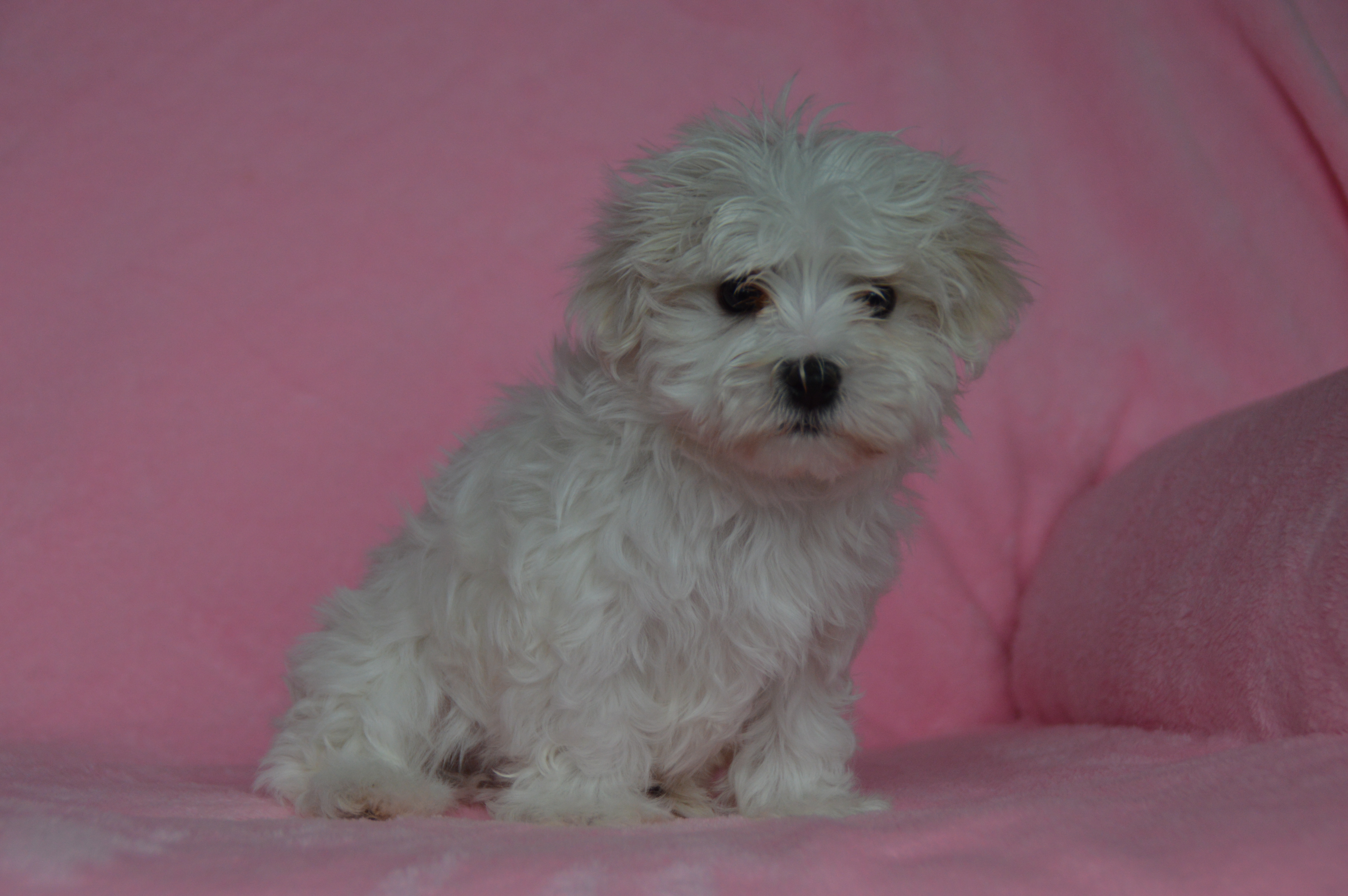 puppy, for, sale, Maltese,   Sunny Meadow Puppies, dog, breeder, Mill Hall, PA, dog-breeder, puppy-for-sale, forsale, nearby, find, puppyfind, locator, puppylocator, aca